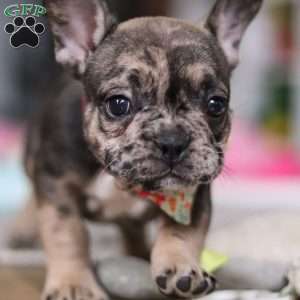 Chelsie, French Bulldog Puppy